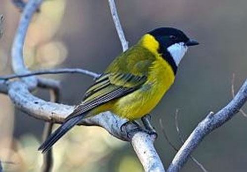 Male Golden Whistler